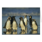 Magellanic Penguins, Spheniscus (Front Horizontal)