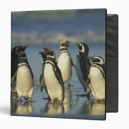 Magellanic Penguins Spheniscus Binder