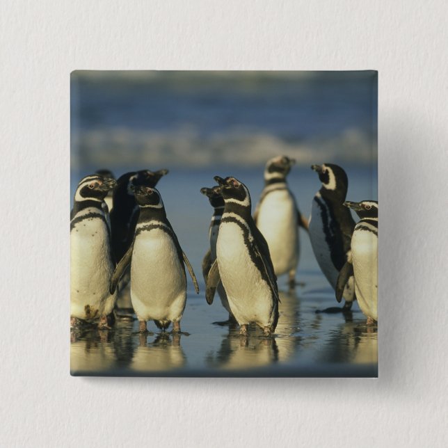 Magellanic Penguins, Spheniscus Button (Front)