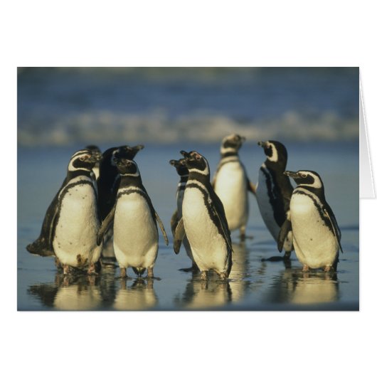 Magellanic Penguins, Spheniscus Cards (Front Horizontal)