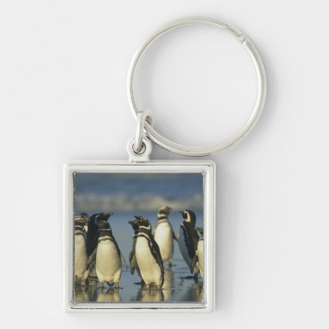 Magellanic Penguins, Spheniscus Keychain (Front)