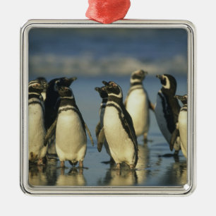 Magellanic Penguins, Spheniscus Metal Ornament