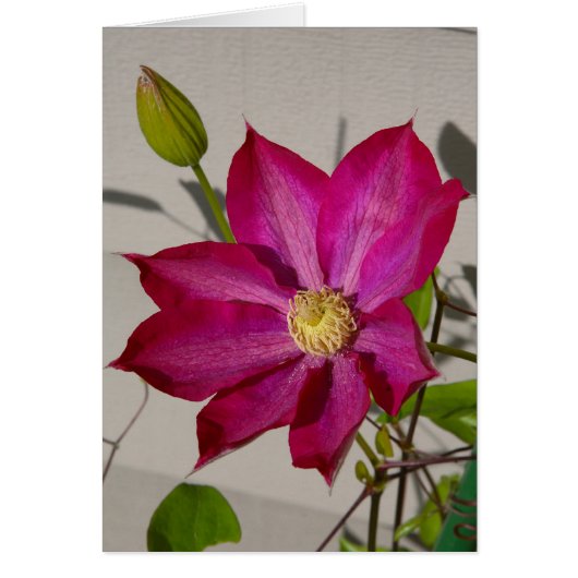 Magenta Clematis Cards (Front)