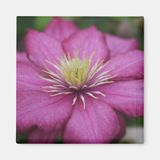 Magenta Clematis Magnet (Front)