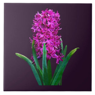 Magenta Hyacinth Ceramic Tile