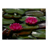 Magenta Lotus Waterlilies (Front Horizontal)