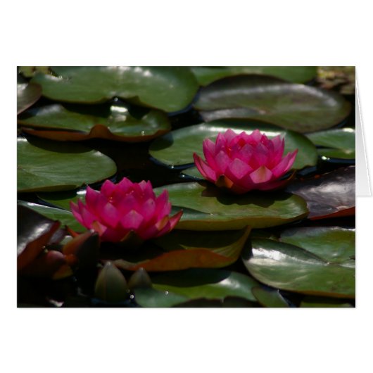Magenta Lotus Waterlilies Cards (Front Horizontal)