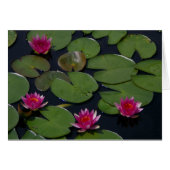 Magenta Lotus Waterlily (Front Horizontal)
