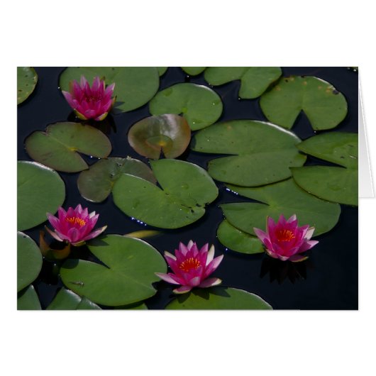 Magenta Lotus Waterlily Cards (Front Horizontal)