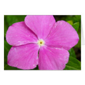 Magenta Madagascar periwinkle (Front Horizontal)