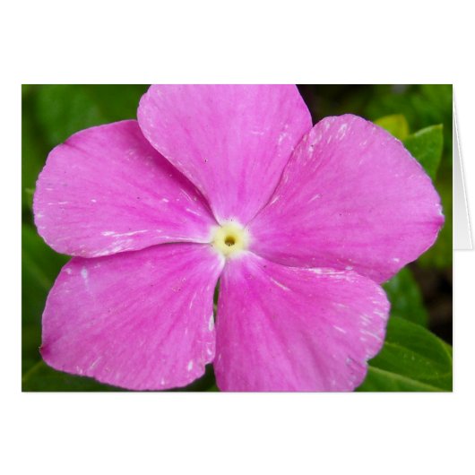 Magenta Madagascar periwinkle Cards (Front Horizontal)