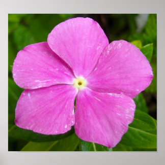 Magenta Madagascar periwinkle Poster