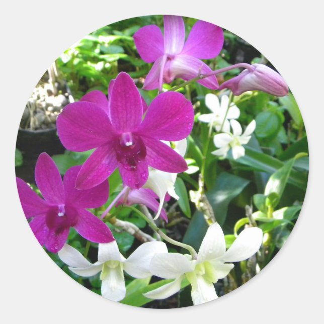 Magenta Orchids Stickers (Front)