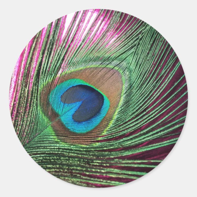 Magenta Peacock Classic Round Sticker (Front)