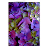 Magenta Purple blue yellow Hydrangeas flowers (Front)