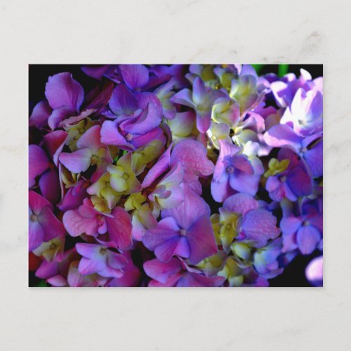 Magenta Purple blue yellow Hydrangeas flowers Postcard