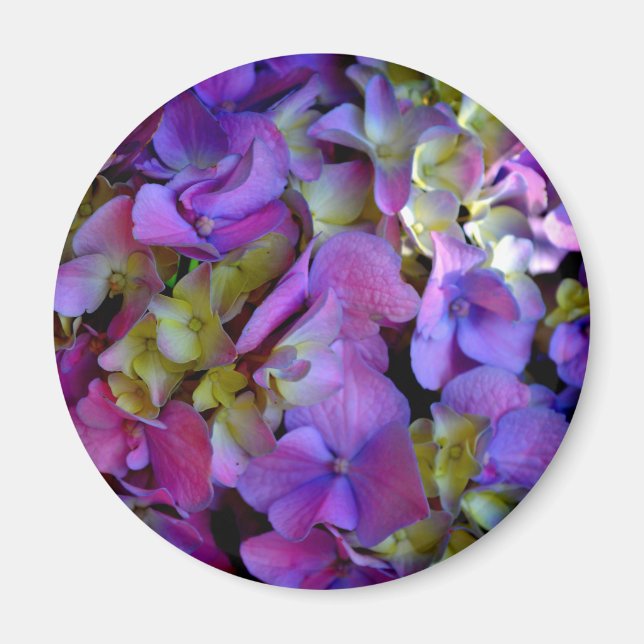 Magenta Purple Hydrangeas  Purple blue yellow  Magnet (Front)