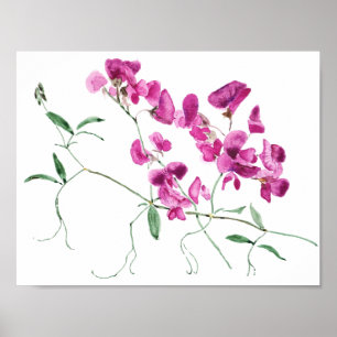 magenta sweet peas flowers watercolor  poster