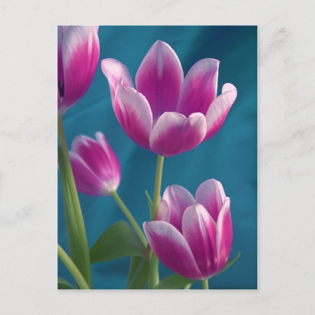 magenta tulips postcard (Front)