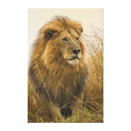Magestic Black Maned Lion Canvas Print