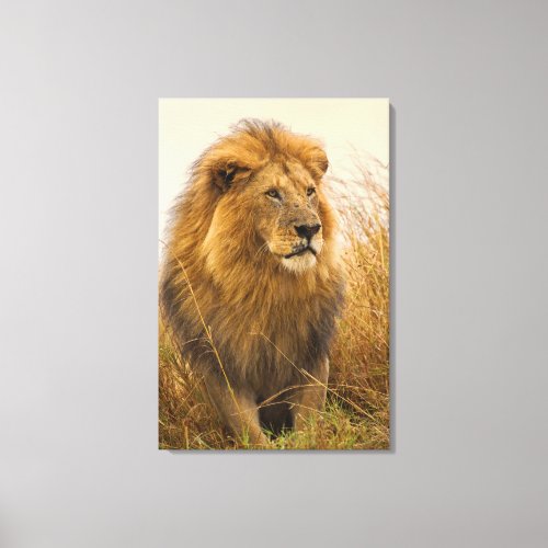 Magestic Black Maned Lion Canvas Print