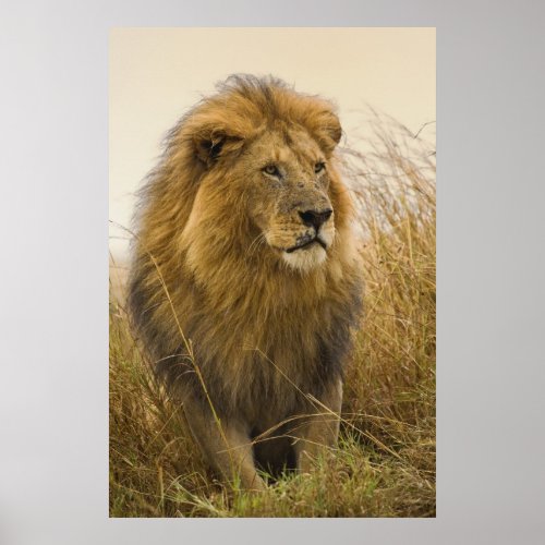 Magestic Black Maned Lion Poster