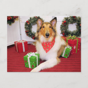 Maggie - Collie - Donohoo Postcard