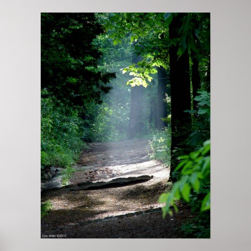 Magic Morning Light on the Forest Trail Poster