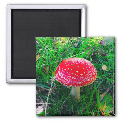 Magic Mushroom Fungi Red Nature Scenic Outdoor Mag Magnet