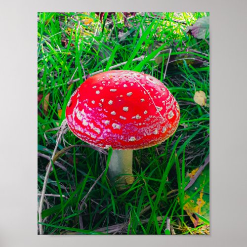 Magic Mushroom Fungi Red Nature Scenic Outdoor Pos Poster