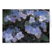 Magical Evening Hydrangea (Front Horizontal)