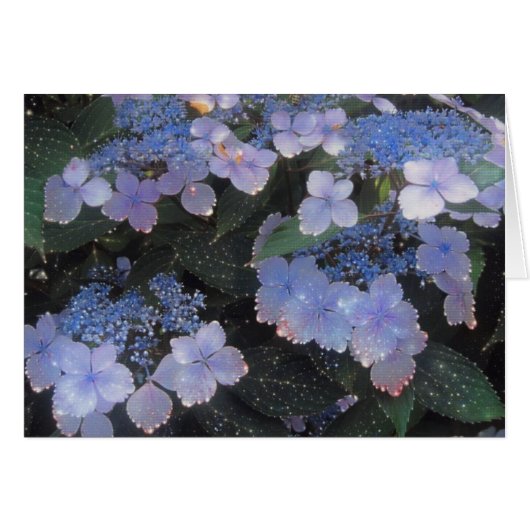 Magical Evening Hydrangea Cards (Front Horizontal)