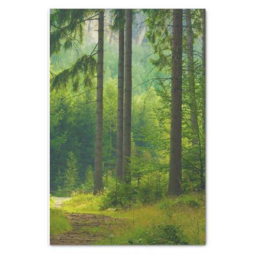 Magical green forest path trees mist tissue paper