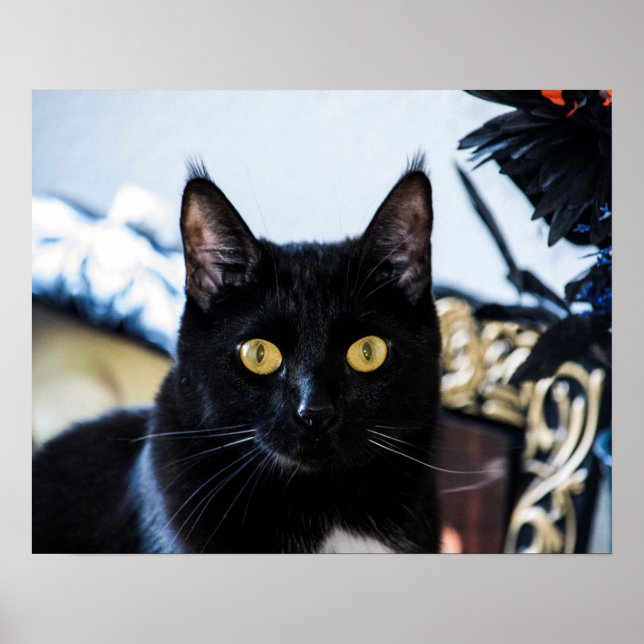 magical kitty eyes poster (Front)