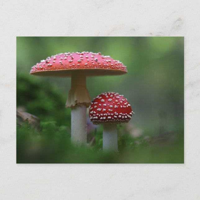 Magical Mushrooms Postcard (Front)