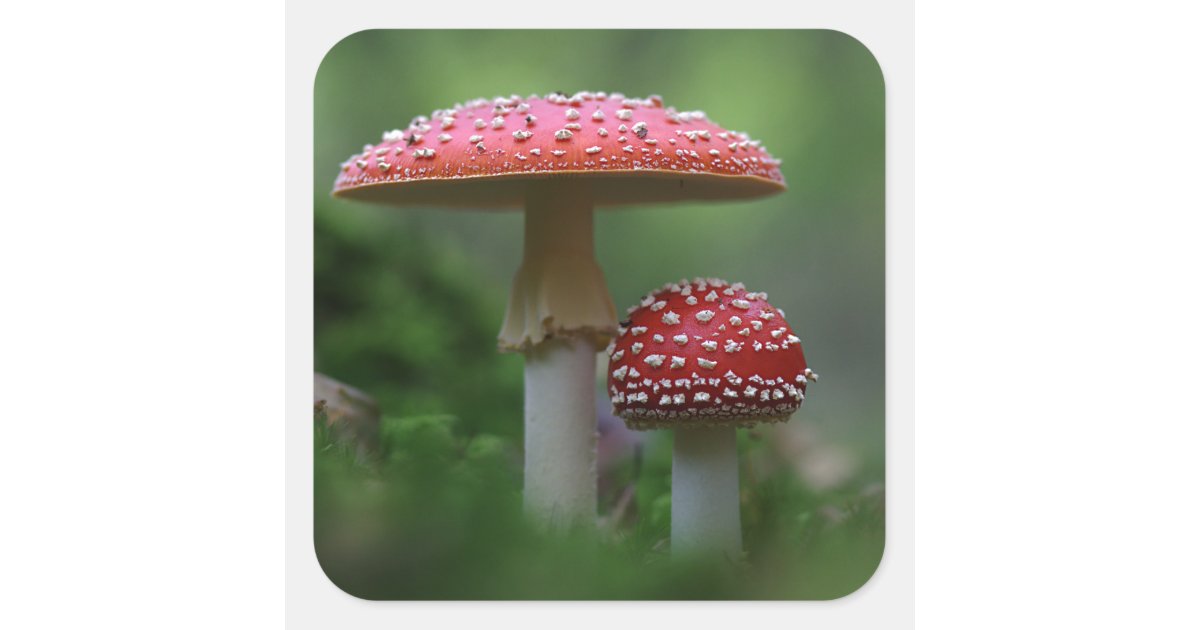 Magical Mushrooms Square Sticker | Zazzle