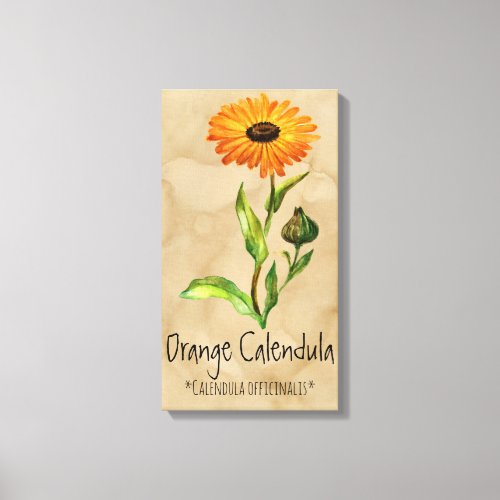 Magical Plants Calendula 1195 x 2171 Canvas