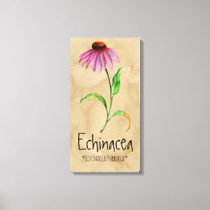 Magical Plants Echinacea 13.22'' x 25.52'' Canvas Print