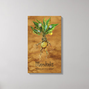 Magical Plants Mandrake 1 12.84'' x 21.93'' Canvas