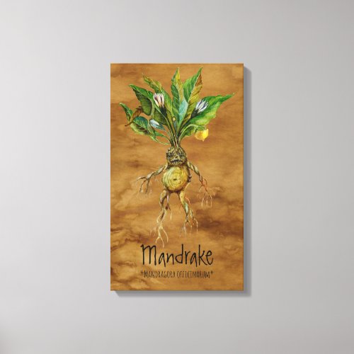 Magical Plants Mandrake 1 1284 x 2193 Canvas