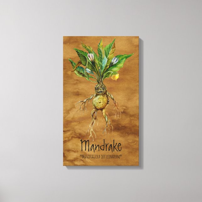 Magical Plants Mandrake 1 12.84'' x 21.93'' Canvas Print (Front)