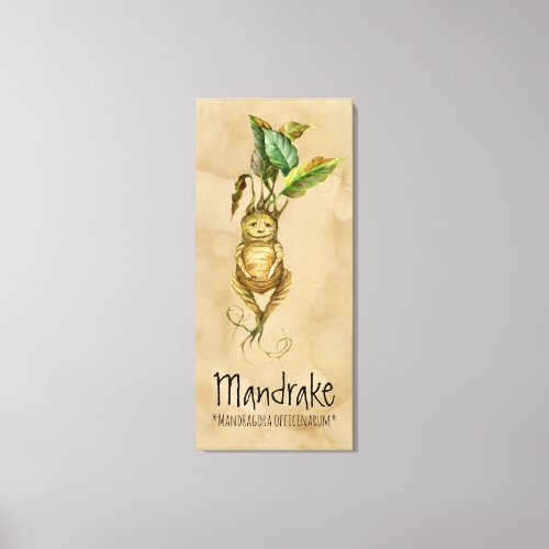 Magical Plants Mandrake 2 2024 x 4536 Canvas