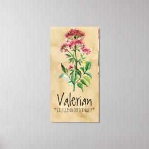 Magical Plants Valerian 21.29'' x 42.05'' Canvas