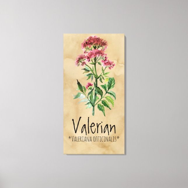 Magical Plants Valerian 21.29'' x 42.05'' Canvas (Front)
