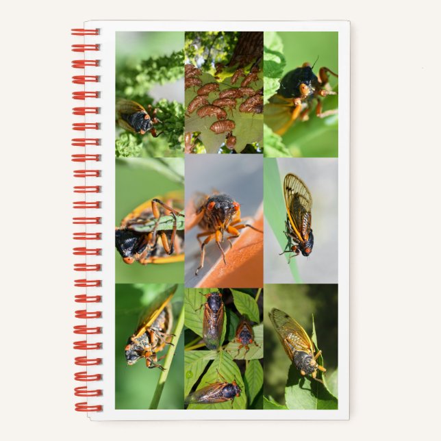 Magicicada Cicada Notebook for 2024 (Front)
