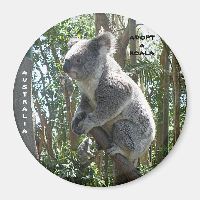 Magnet Adopt A Koala Australia ZIZZAGO (Front)