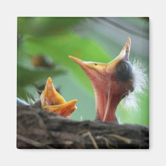 Magnet - American Robin Babies