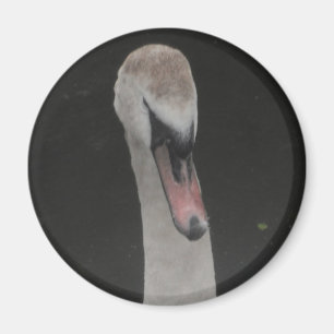 Magnet Baby Swan Face