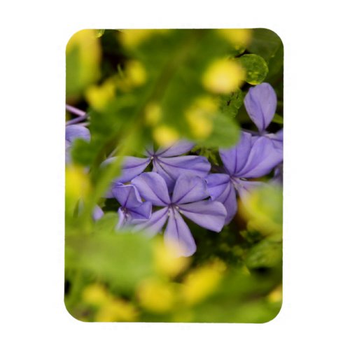 Magnet _ Blue Cape Plumbago