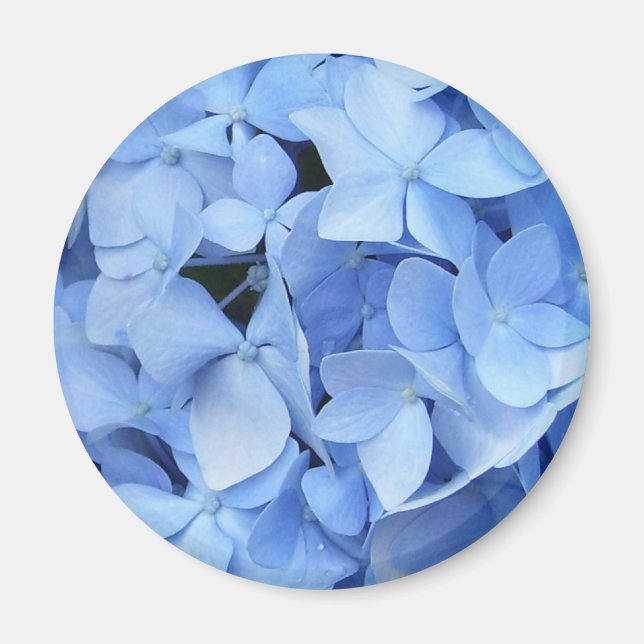 Magnet - Blue Hydrangea (Front)
